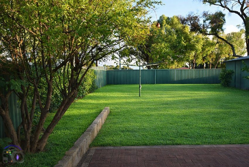 Lush green backyard